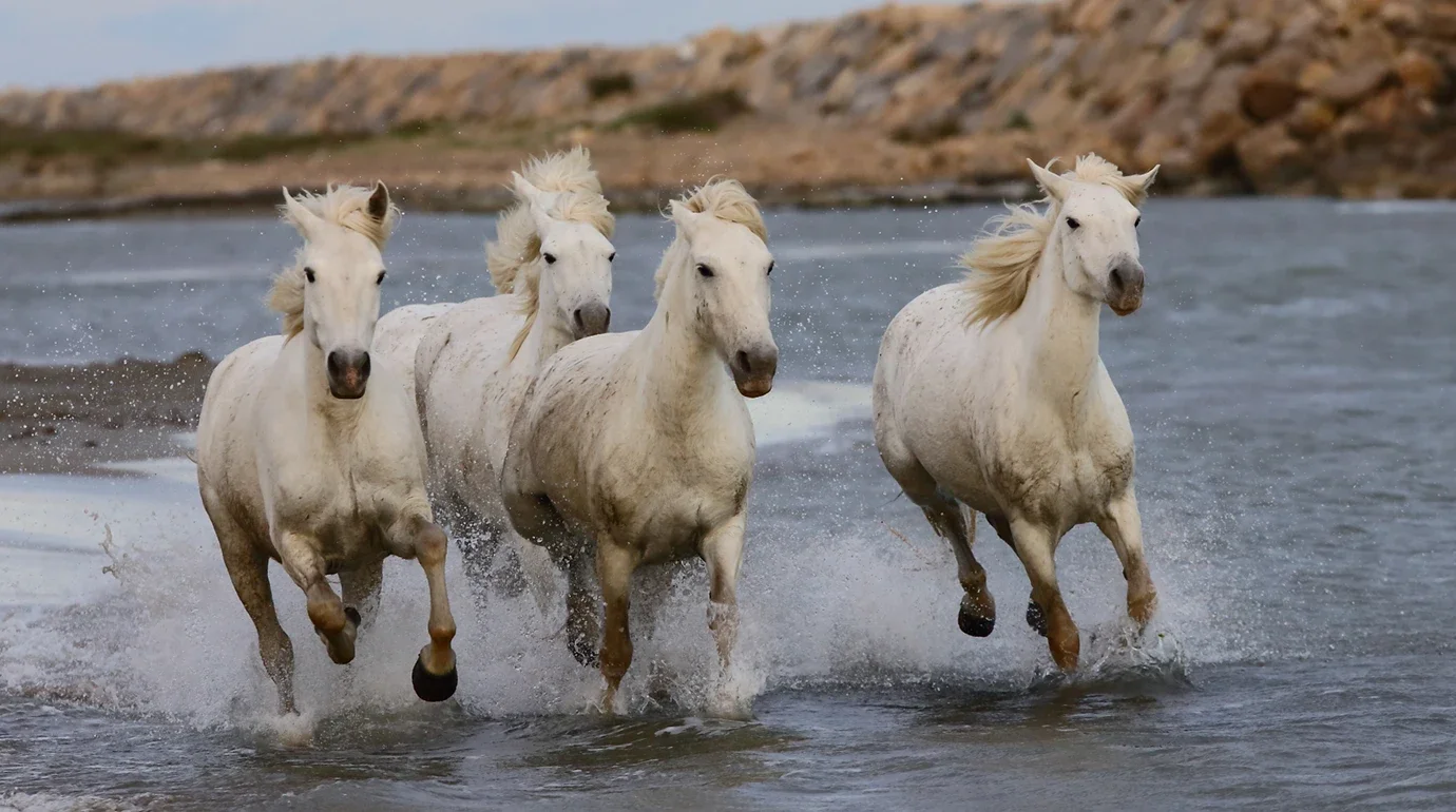 Cavalos e Suas Origens: Camargue — O Cavalo Branco dos Vaqueiros da França