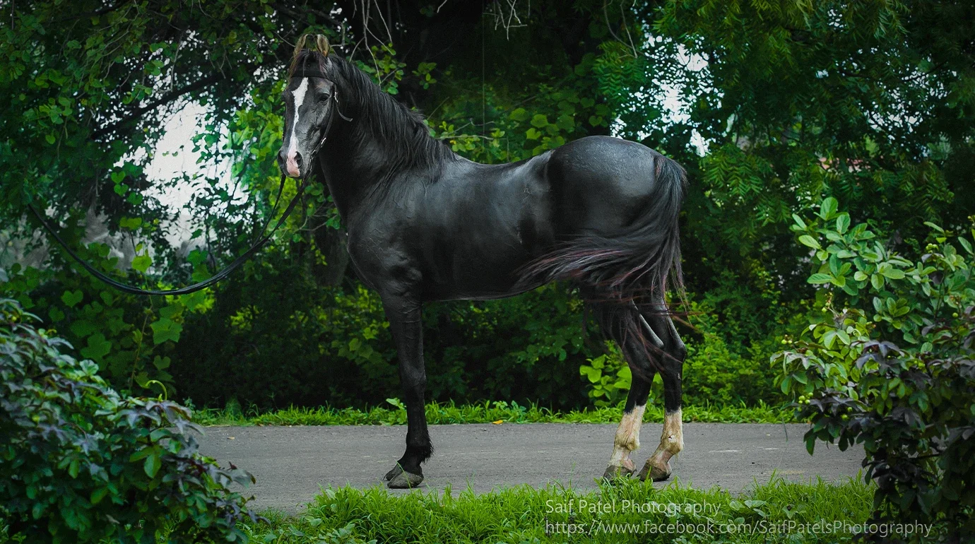 Cavalos e Suas Origens: Marwari — Do Divino ao Esquecido, e de Volta