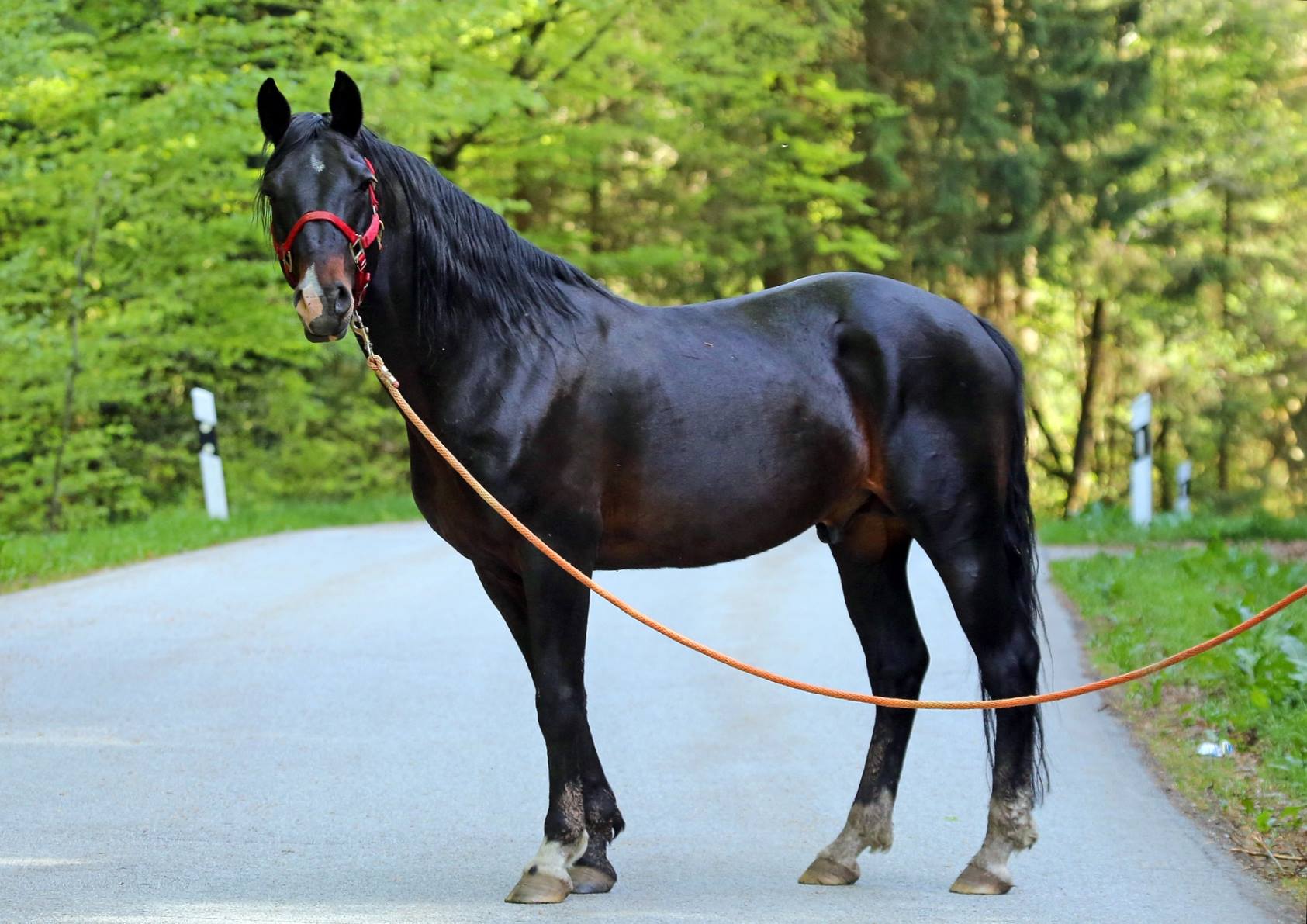 Cavalos e Suas Origens: Kabardin — O Cavalo Forjado nas Montanhas do Cáucaso