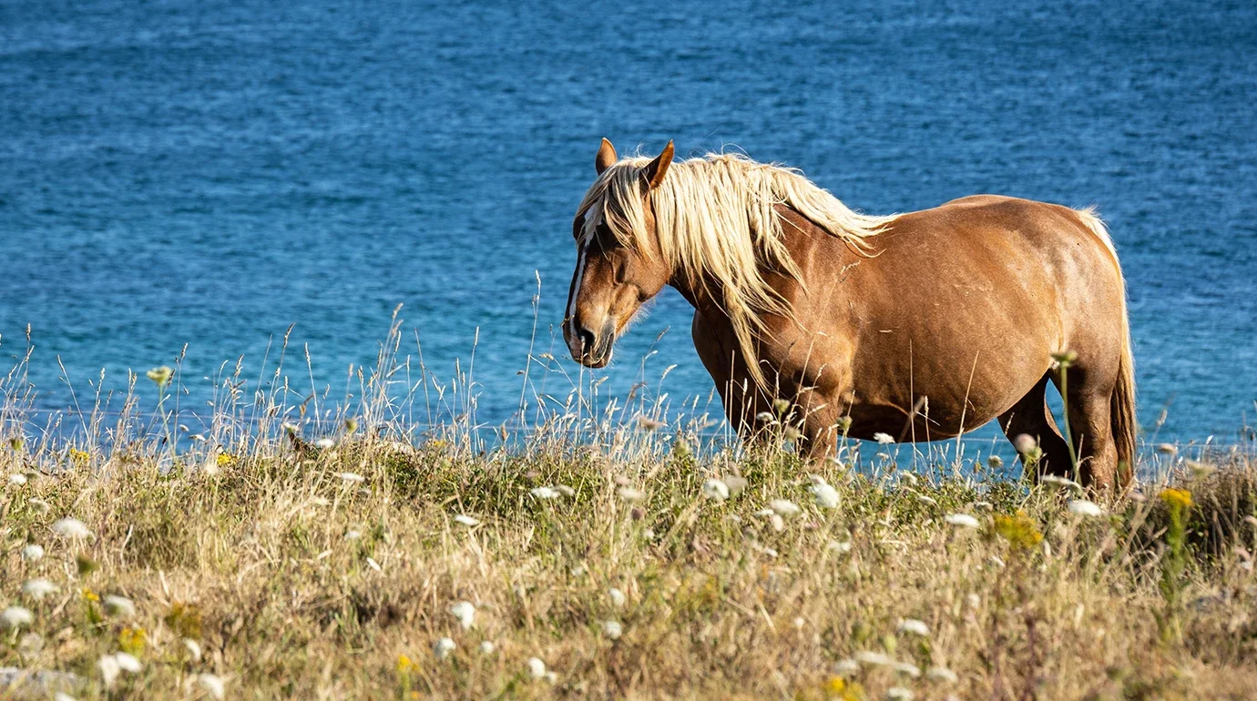 Cavalos e Suas Origens: Cavalo Bretão — O Melhorador de Tração da Bretanha
