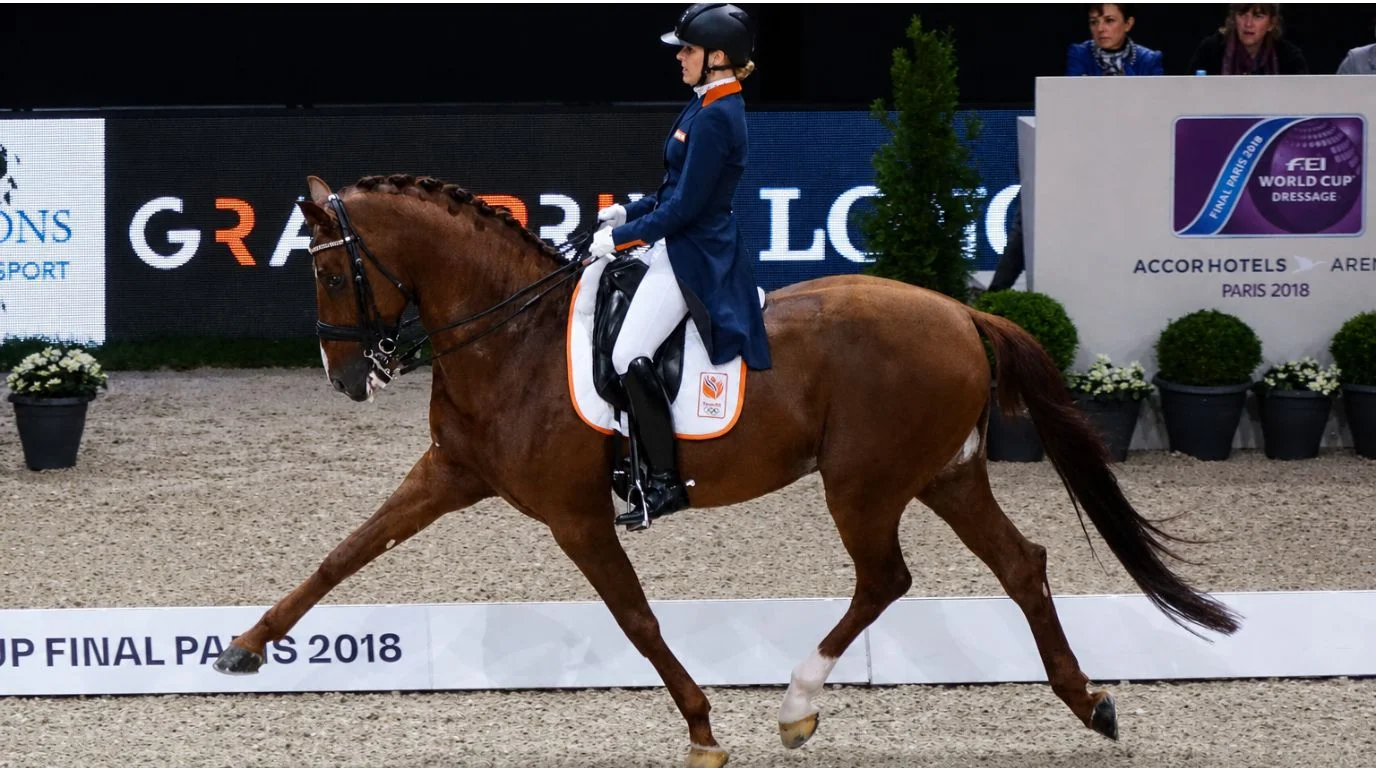 Cavalos e Suas Origens: Cavalo Sela Holandesa — A Raça Mais Premiada do Hipismo Mundial