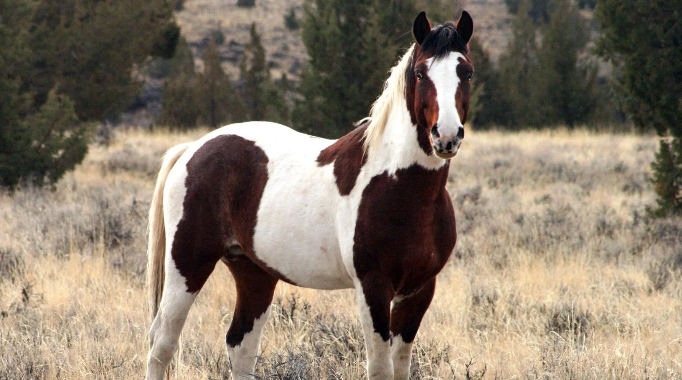 Cavalos e Suas Origens: Mustang — O Cavalo que os Americanos Chamam de Selvagem