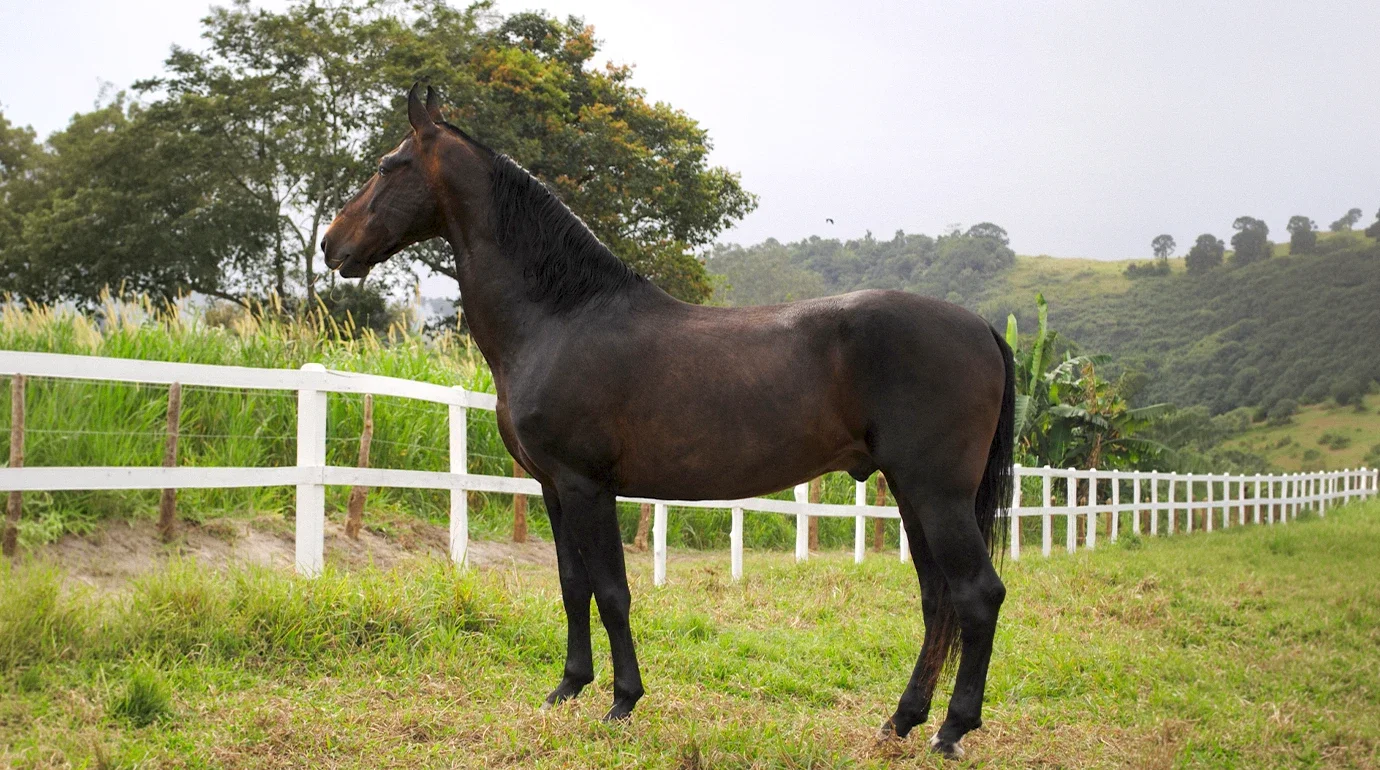 Cavalos e Suas Origens: Campolina — O Grande Marchador Brasileiro Criado por um Fazendeiro Mineiro