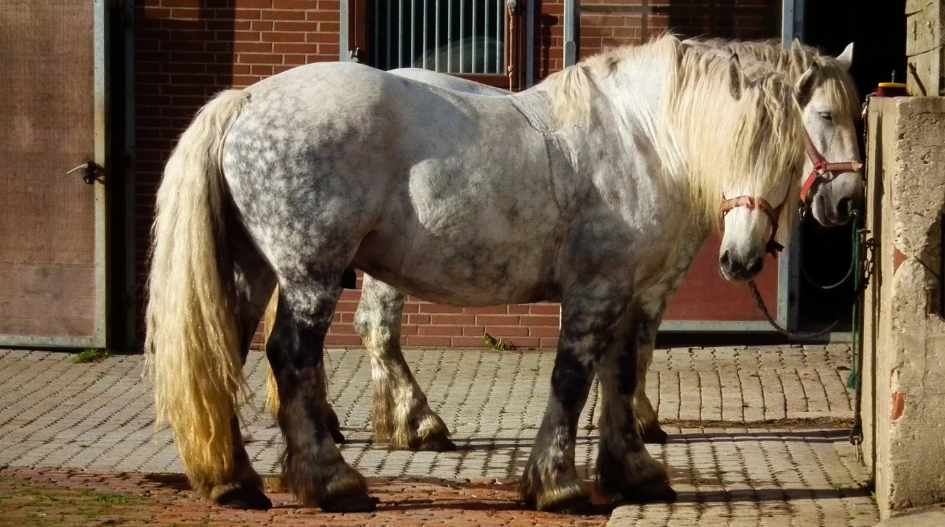 Cavalo Percheron: a raça que a França perdeu e foi buscar de volta