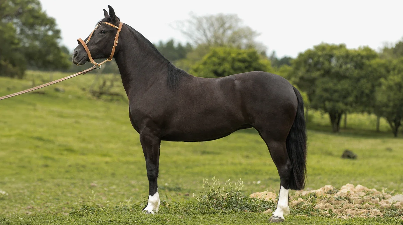 Cavalos e Suas Origens: Cavalo Crioulo — Quatro Séculos nos Pampas, um Fazendeiro na Patagônia e 21.500 km até Nova York
