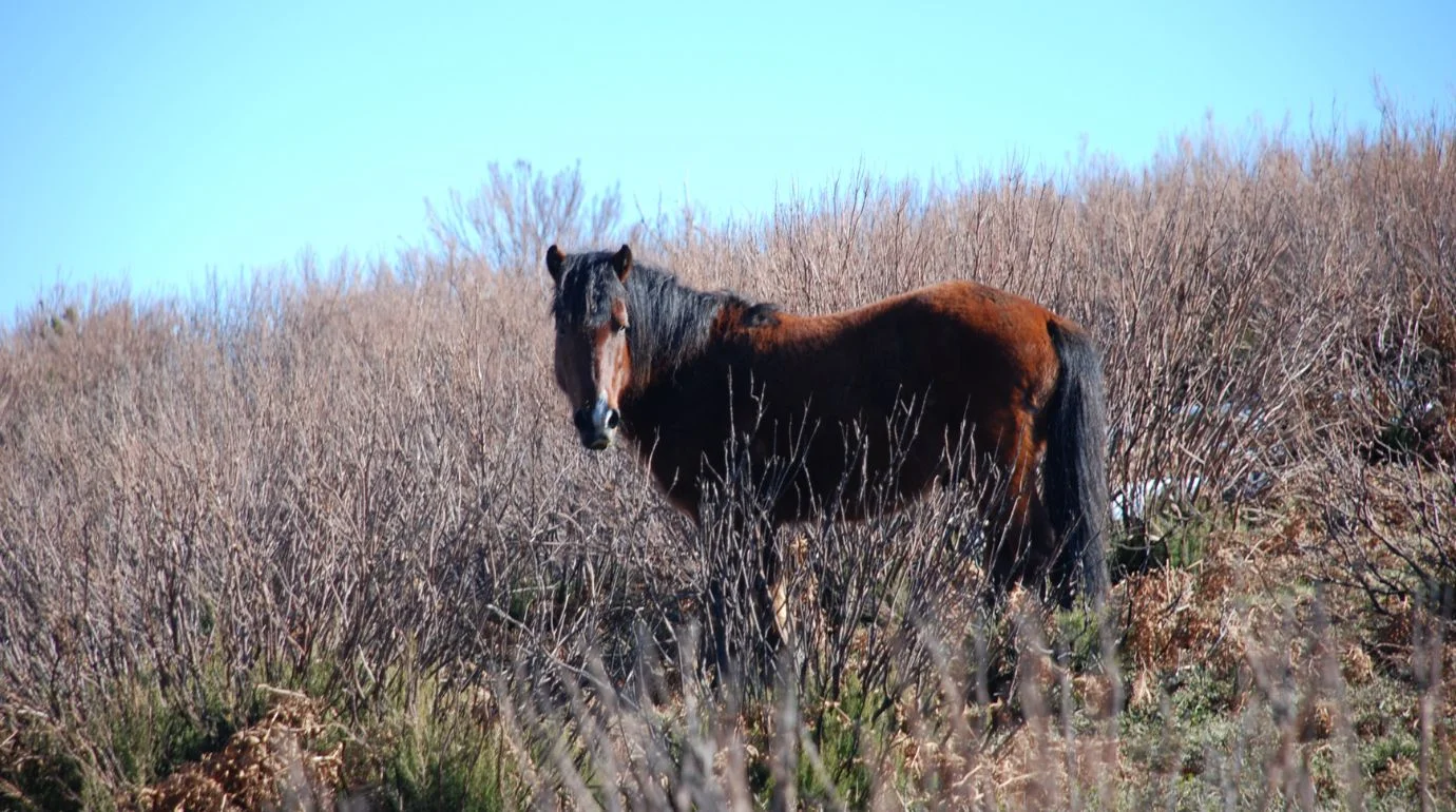 Cavalos e Suas Origens: Garrano — A presa do lobo-ibérico