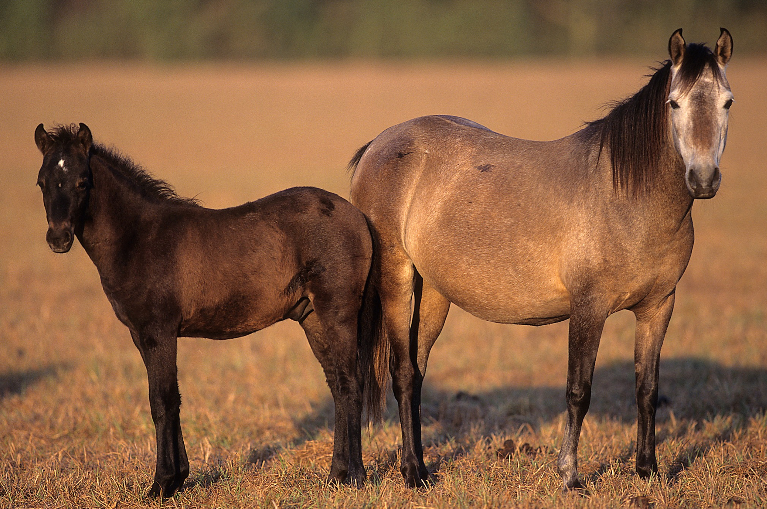 Cavalos e Suas Origens: Caspian — O Pequeno Cavalo da Pérsia Antiga que Quase Desapareceu duas Vezes