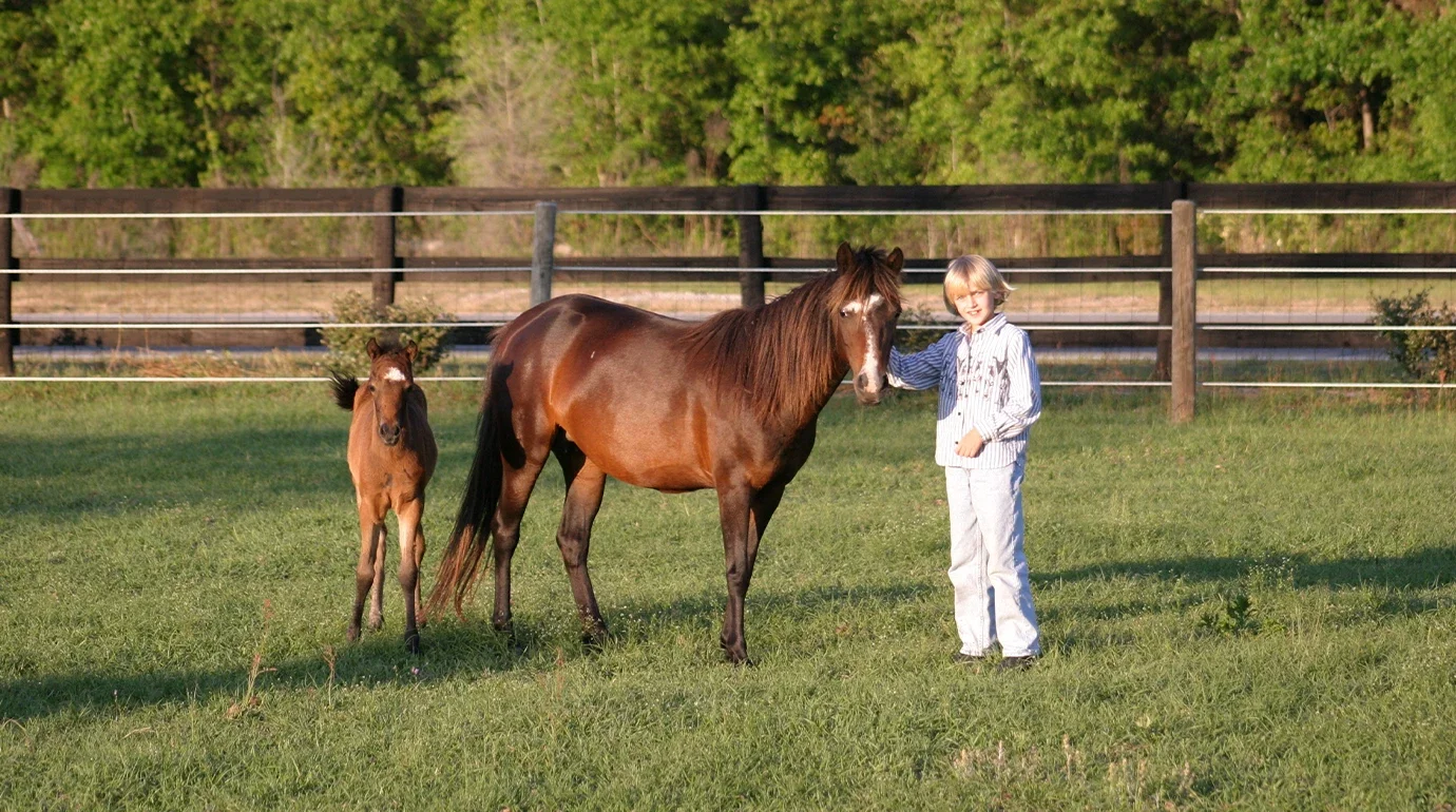Cavalos e Suas Origens: Caspian — O Pequeno Cavalo da Pérsia Antiga que Quase Desapareceu duas Vezes