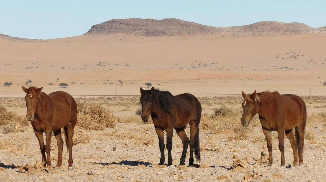 Cavalos e Suas Origens: Cavalo do Deserto da Namíbia — O Único Cavalo Selvagem da África Sobreviveu por Causa de um Poço de Locomotiva