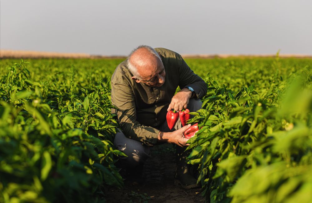 Empresa brasileira substitui agrotóxicos em plantações comerciais e na agricultura familiar