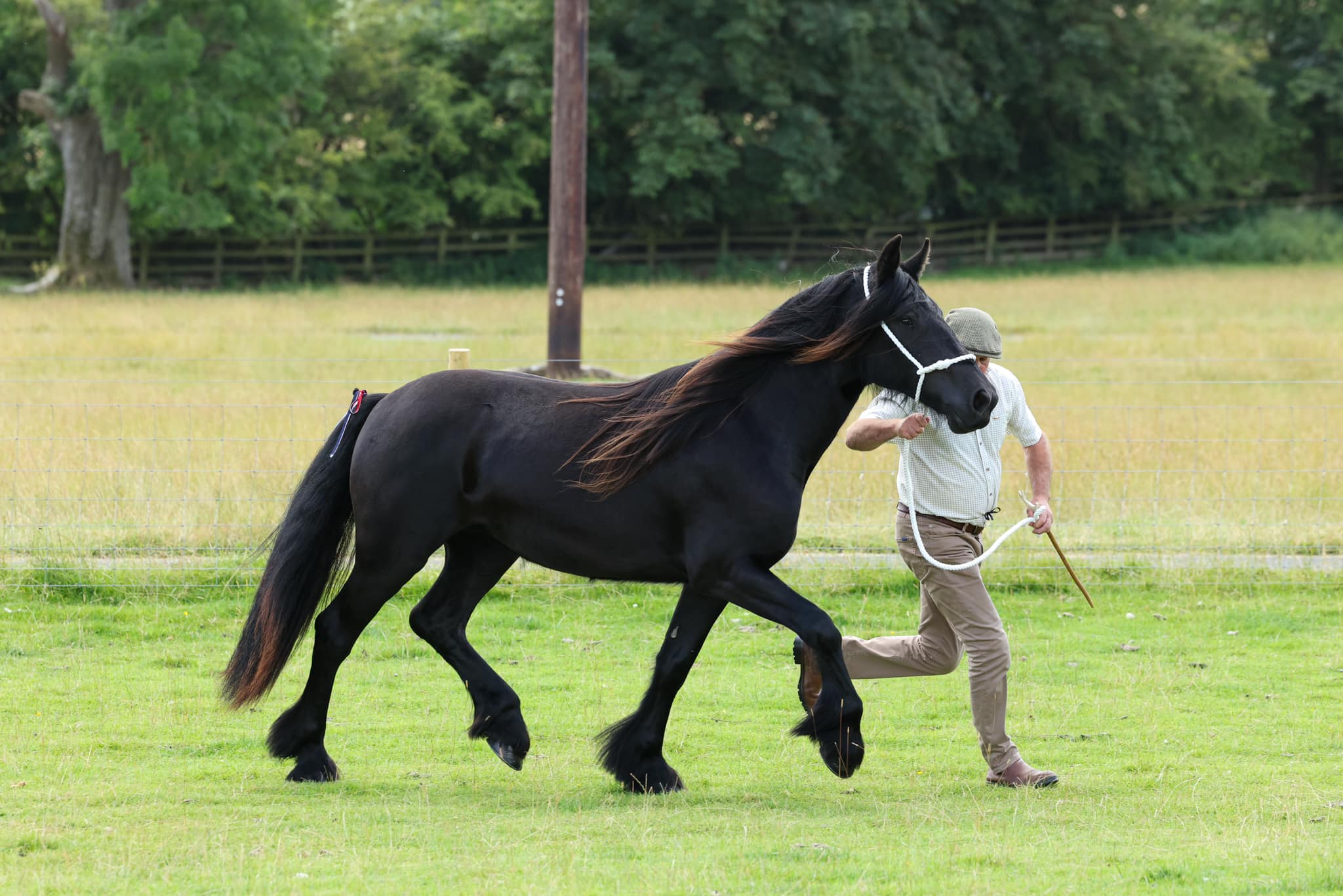 Cavalos e Suas Origens: Dales Pony — O Pônei das Minas de Chumbo que Virou um dos Melhores Pôneis de Trabalho da Grã-Bretanha