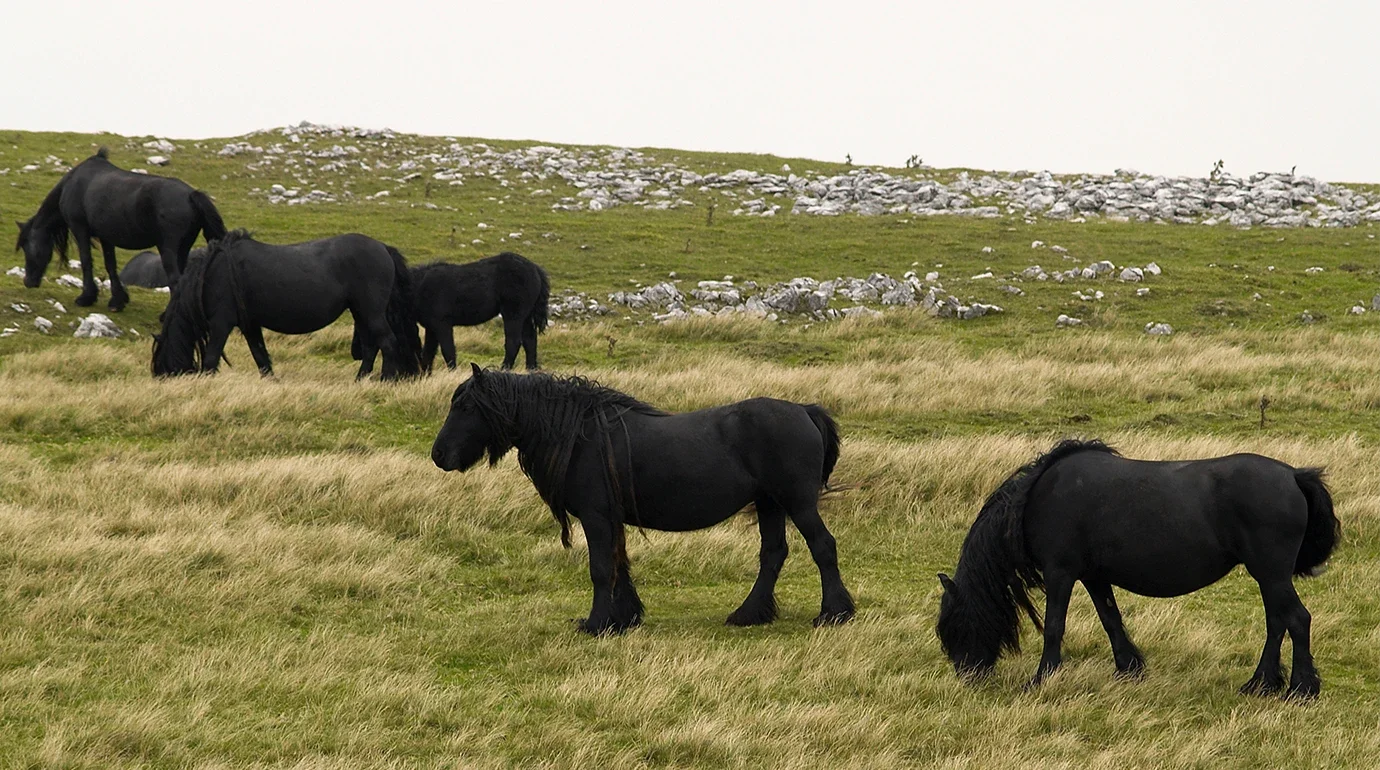 Cavalos e Suas Origens: Dales Pony — O Pônei das Minas de Chumbo que Virou um dos Melhores Pôneis de Trabalho da Grã-Bretanha