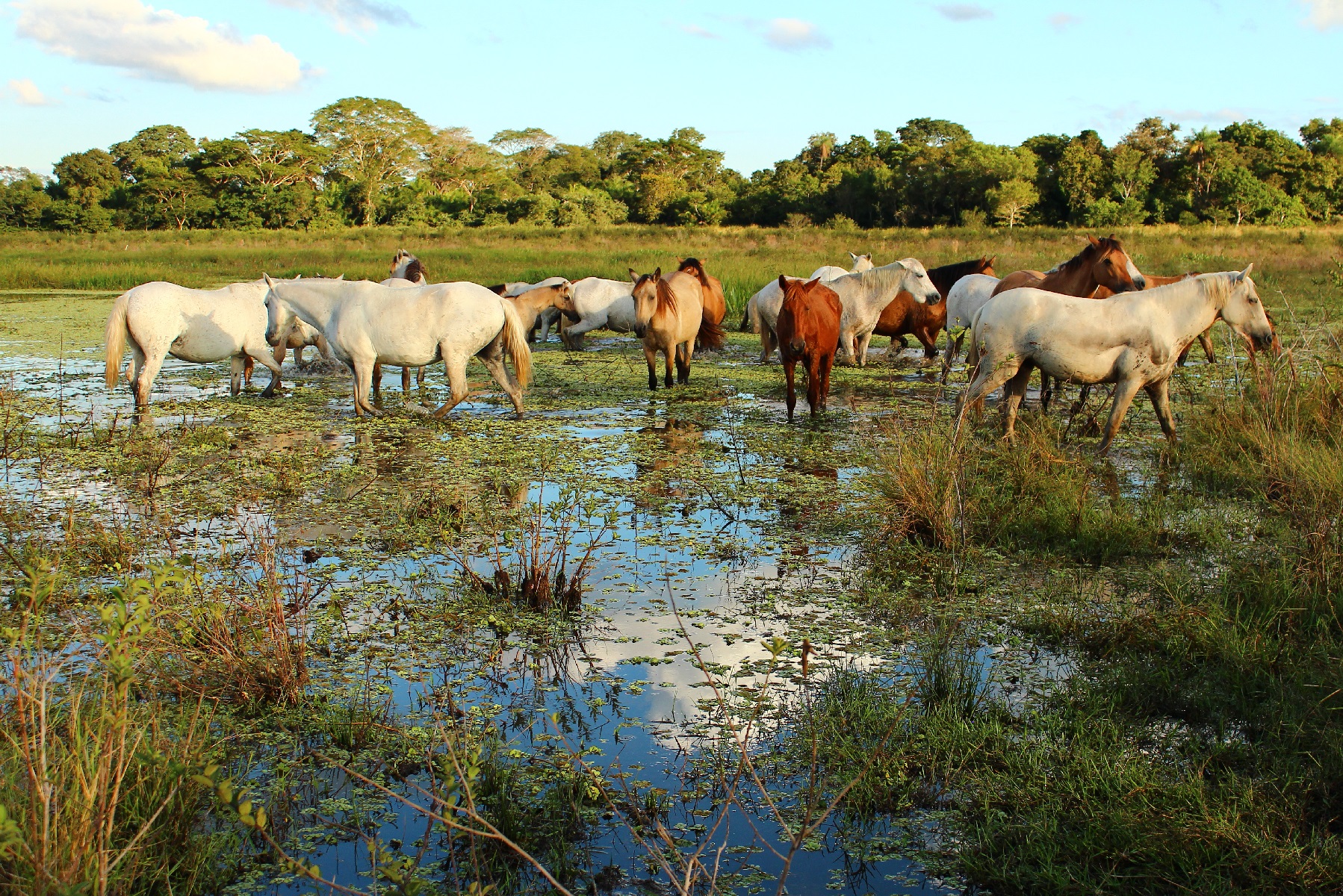 Cavalos e Suas Origens: Pantaneiro — A Extraordinária Adaptação da Raça ao Bioma Alagado