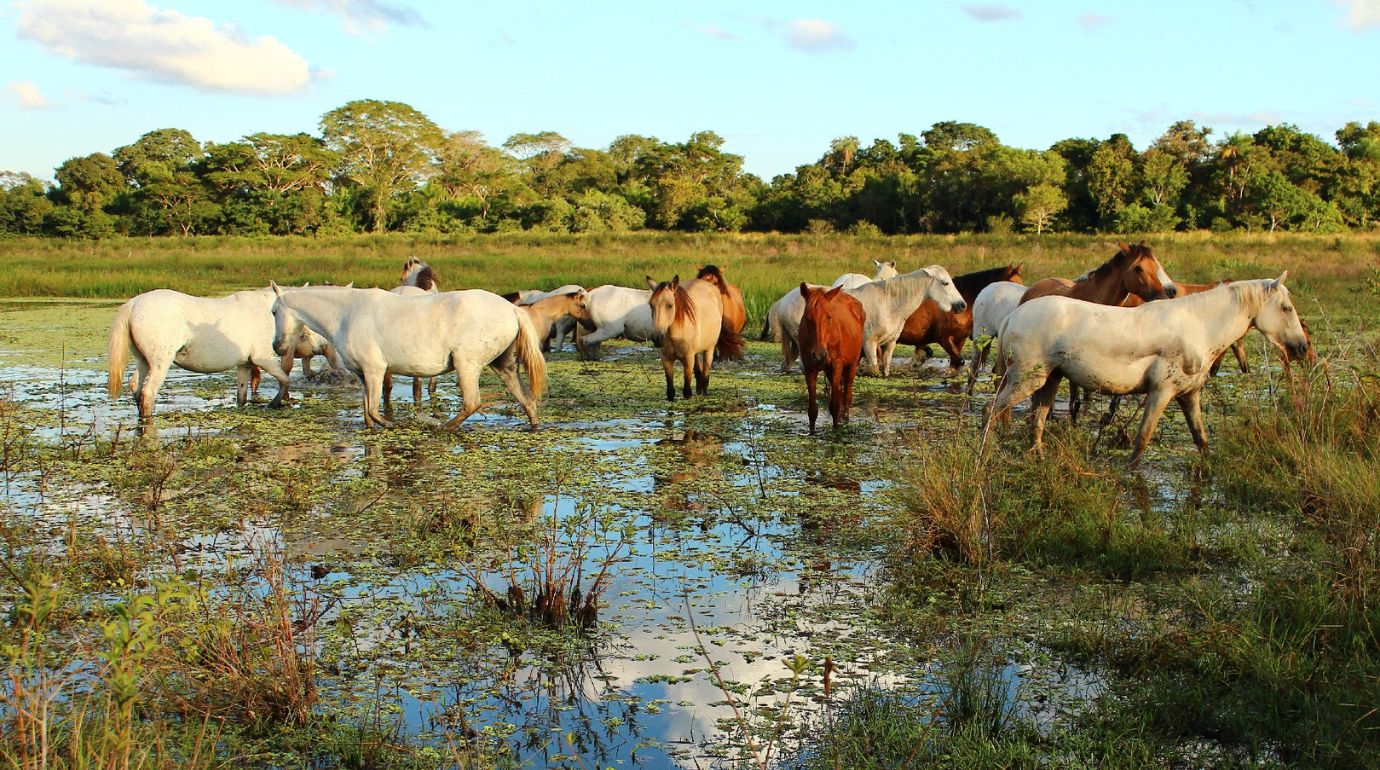 Cavalos e Suas Origens: Pantaneiro — A Extraordinária Adaptação da Raça ao Bioma Alagado
