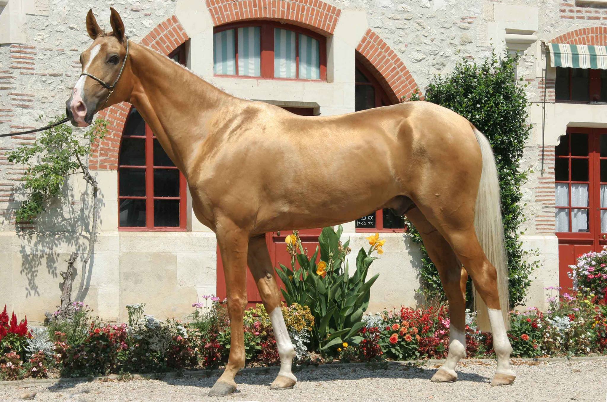Cavalos e Suas Origens: Akhal-Teke — O Cavalo Dourado do Deserto que Cruzou Milhares de Quilômetros pelo Karakoum