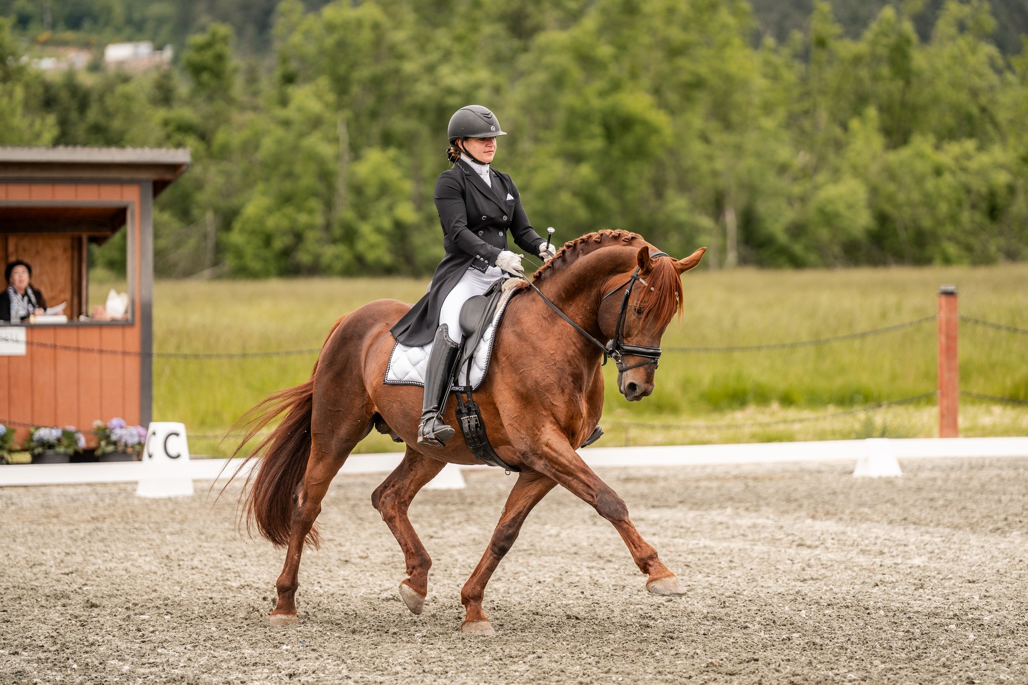 Cavalos e Suas Origens: Cleveland Bay — O Cavalo Inglês que a Rainha Elizabeth Salvou da Extinção
