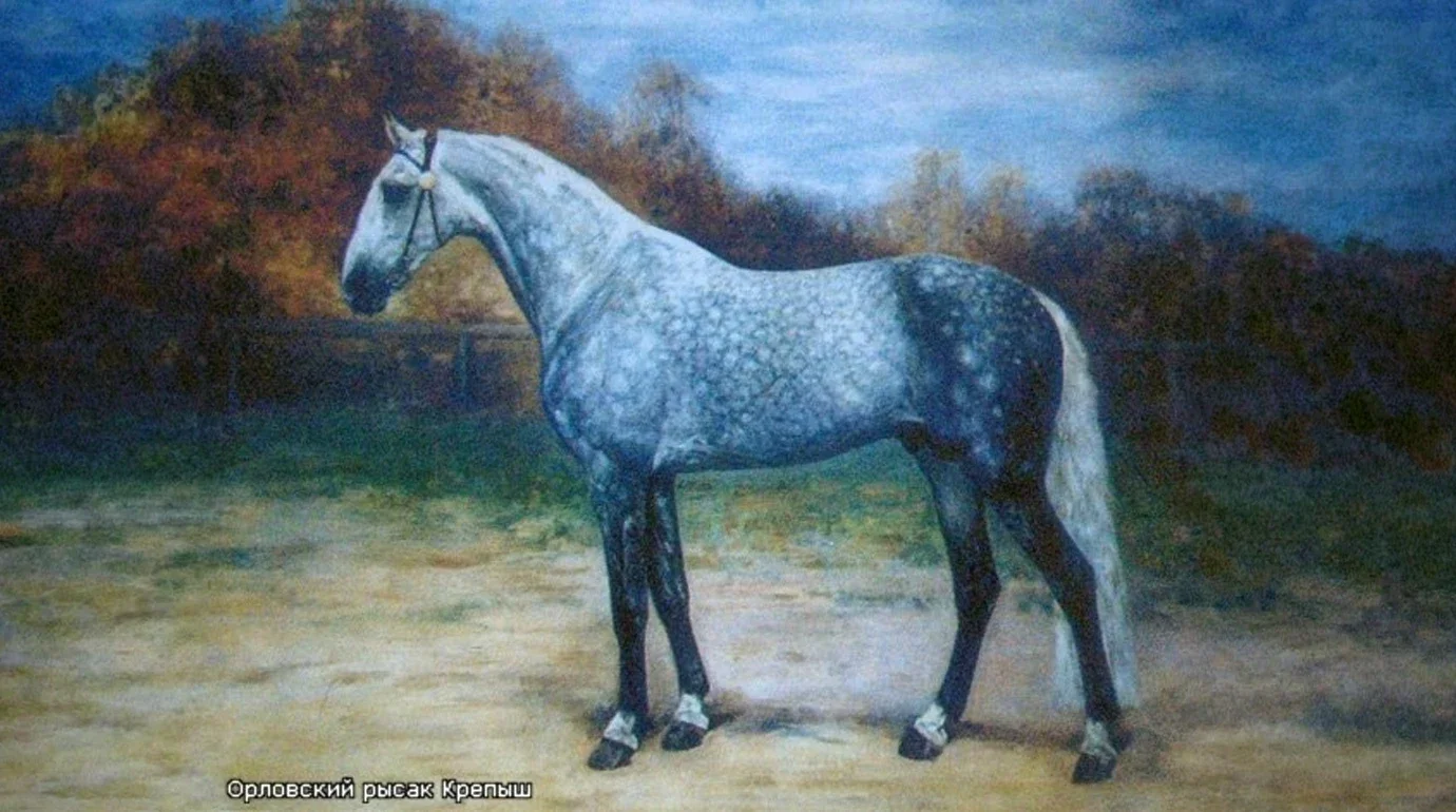 Cavalos Famosos: Krepysh — O trotador Orlov que virou causa nacional