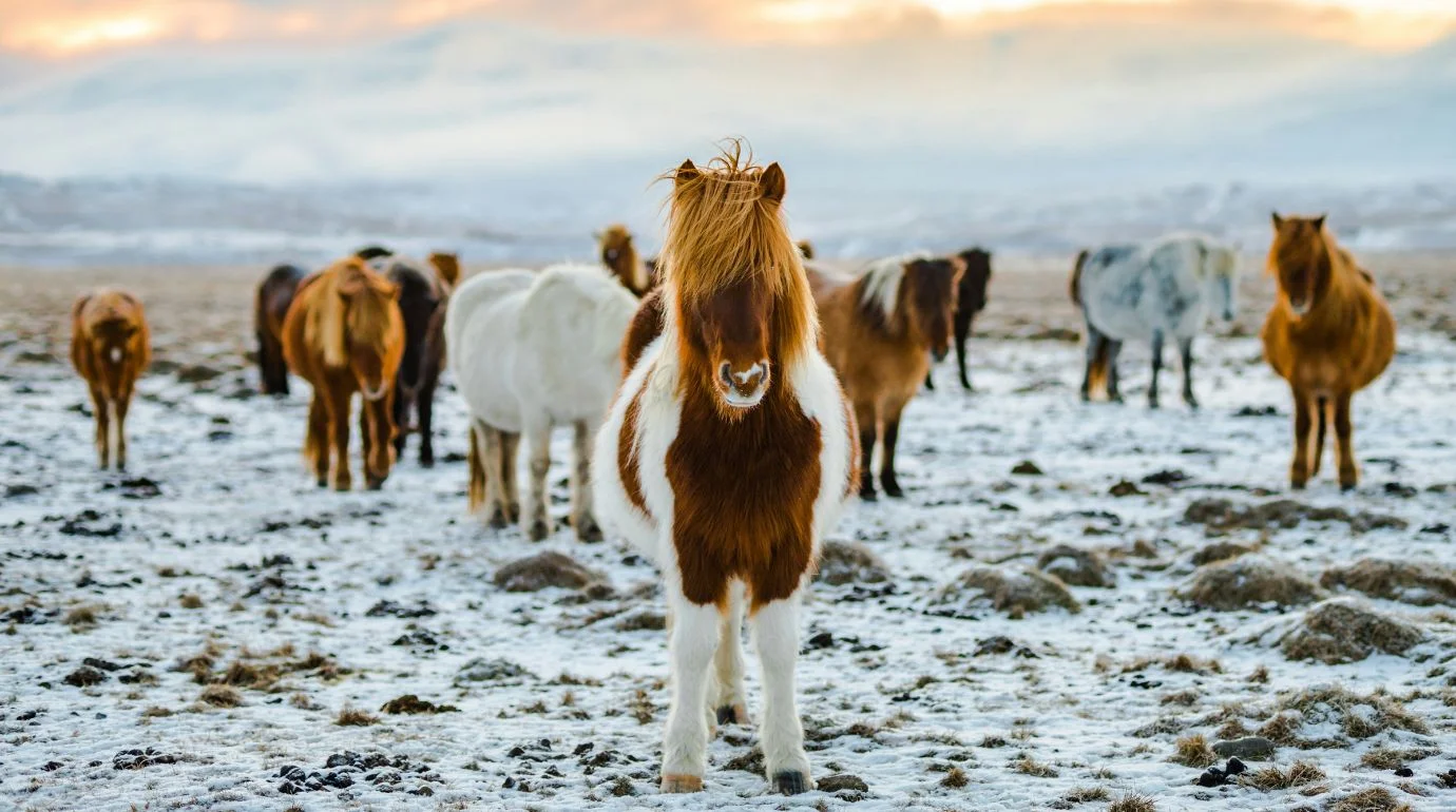 Cavalos e Suas Origens: Cavalo Islandês — O Cavalo de Cinco Andamentos do Atlântico Norte