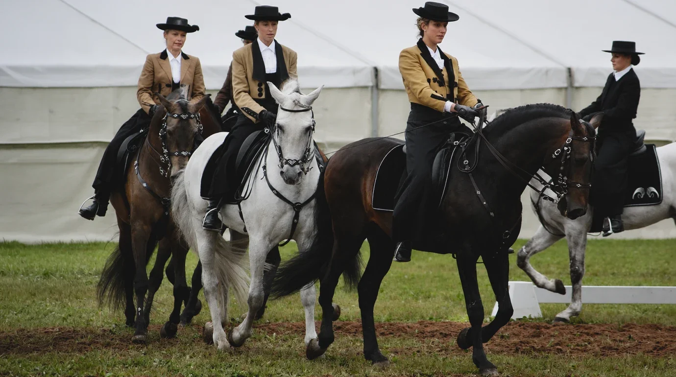 Cavalos e Suas Origens: Lusitano — Da Arena Portuguesa aos Pódios Mundiais de Equitação