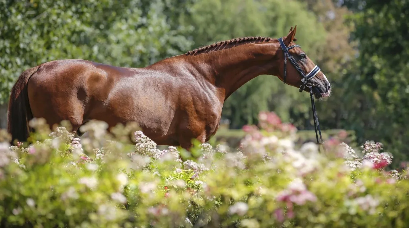 Cavalos e Suas Origens: Gidran — A Raça Húngara que Quase Desapareceu do Mundo
