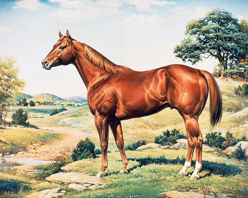Cavalos e Suas Origens: Quarto de Milha — O Cavalo que Construiu o Oeste Americano e Conquistou o Campo Brasileiro