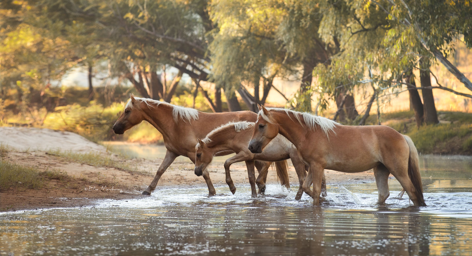 Cavalos e Suas Origens: Haflinger — A Raça Alpinista das Sete Linhagens de Innsbruck