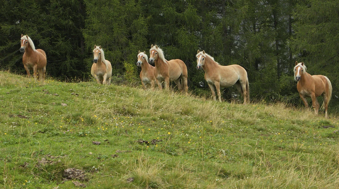Cavalos e Suas Origens: Haflinger — A Raça Alpinista das Sete Linhagens de Innsbruck