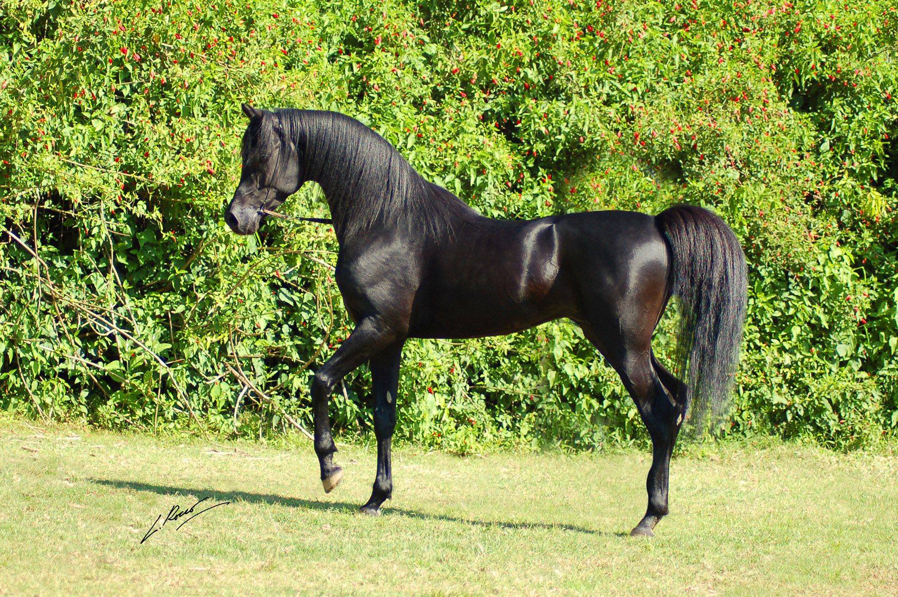 Cavalos e Suas Origens: Cavalo Árabe — O Ancestral Universal das Raças de Sela Modernas