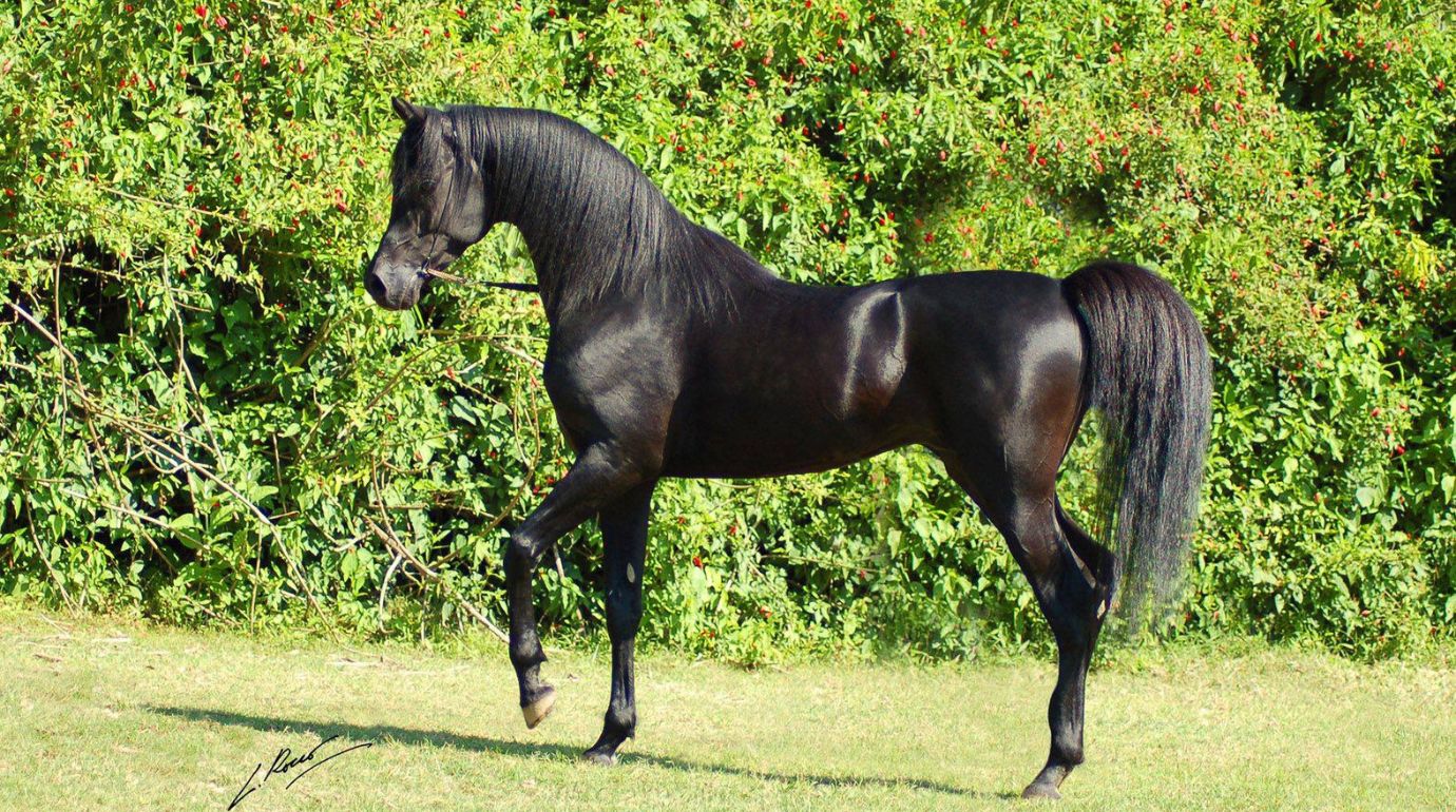 Cavalos e Suas Origens: Cavalo Árabe — O Ancestral Universal das Raças de Sela Modernas