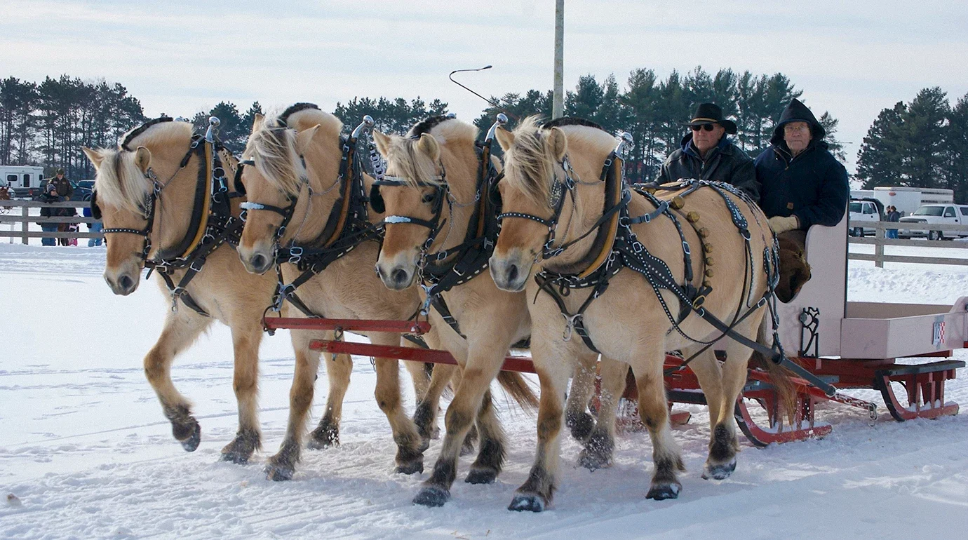 Cavalos e Suas Origens: Fjord Norueguês — O Cavalo que os Vikings Usaram e os Agricultores Nunca Largaram