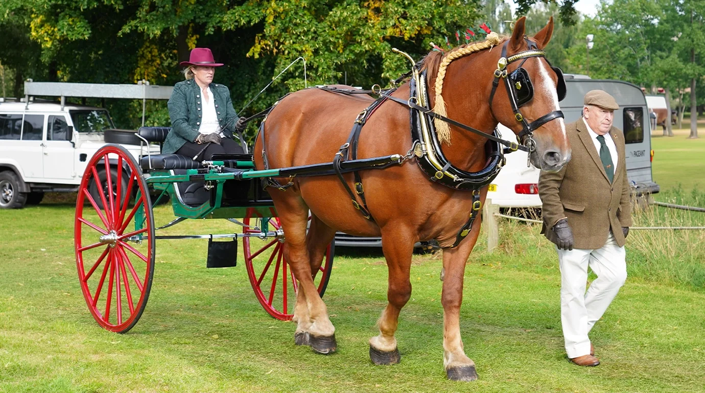 Cavalos e Suas Origens: Cavalo Suffolk Punch — Mais Raro que o Panda Gigante