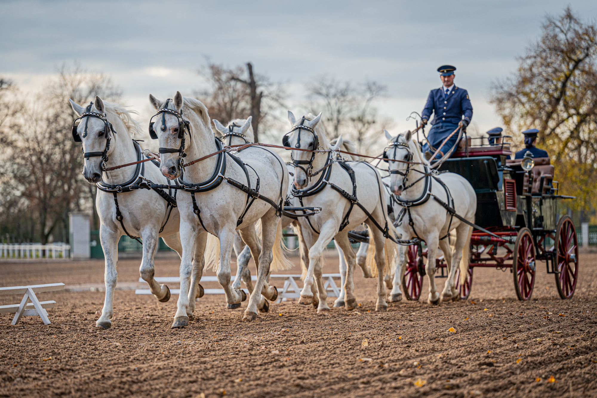 Cavalos e Suas Origens: Kladruber — O Cavalo que o Imperador Rudolf II Criou para a Corte e que Hoje é Patrimônio da UNESCO
