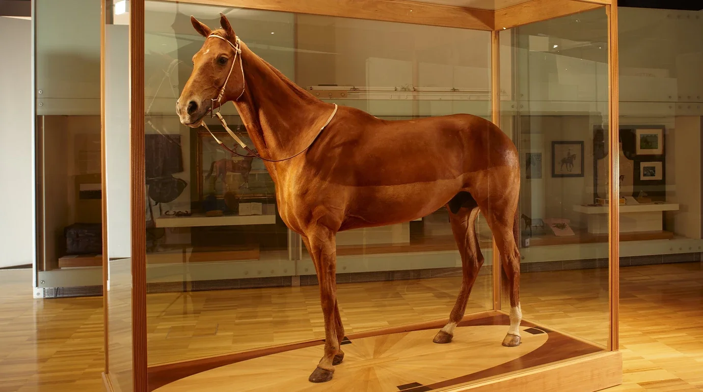 Cavalos Famosos: Phar Lap — A Morte Misteriosa do Maior Cavalo da Grande Depressão