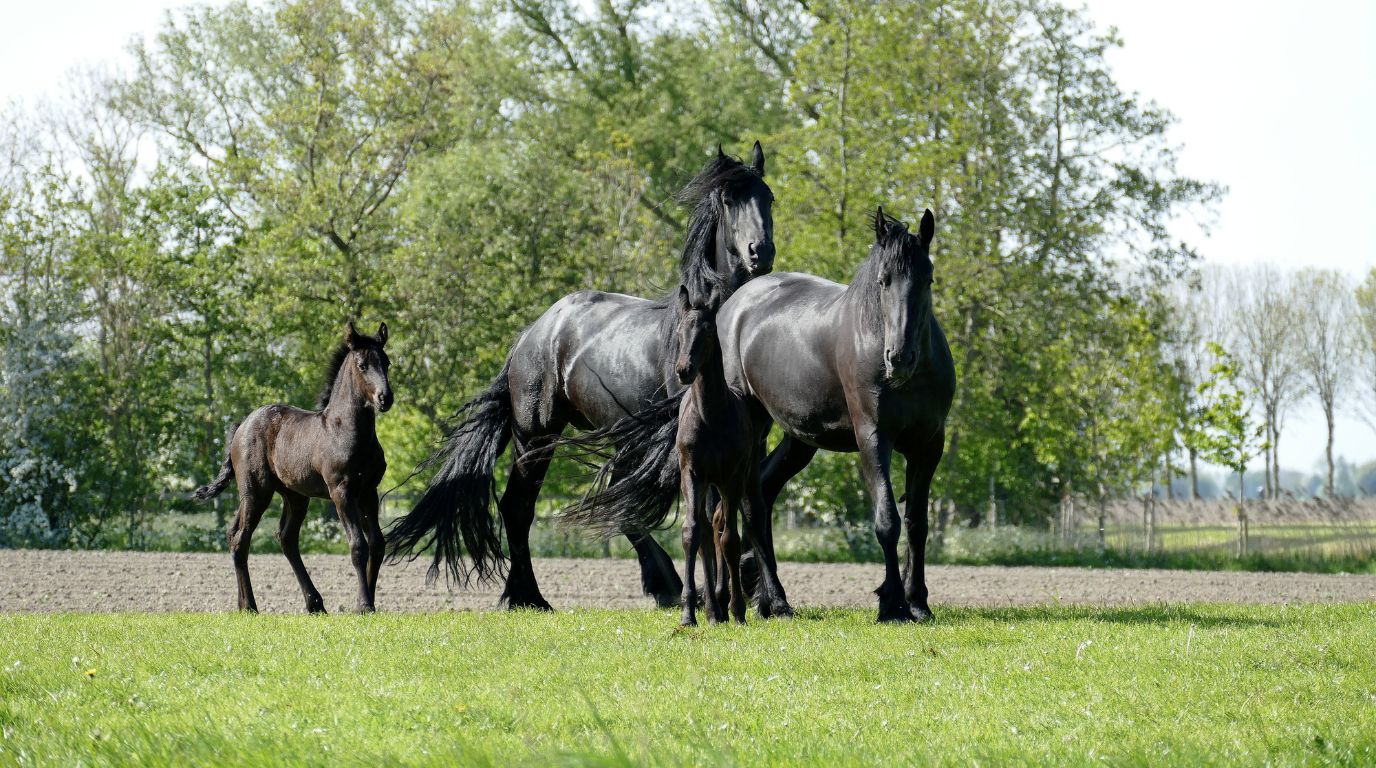 Cavalos e Suas Origens: Cavalo Frísio — A Pérola Negra da Holanda