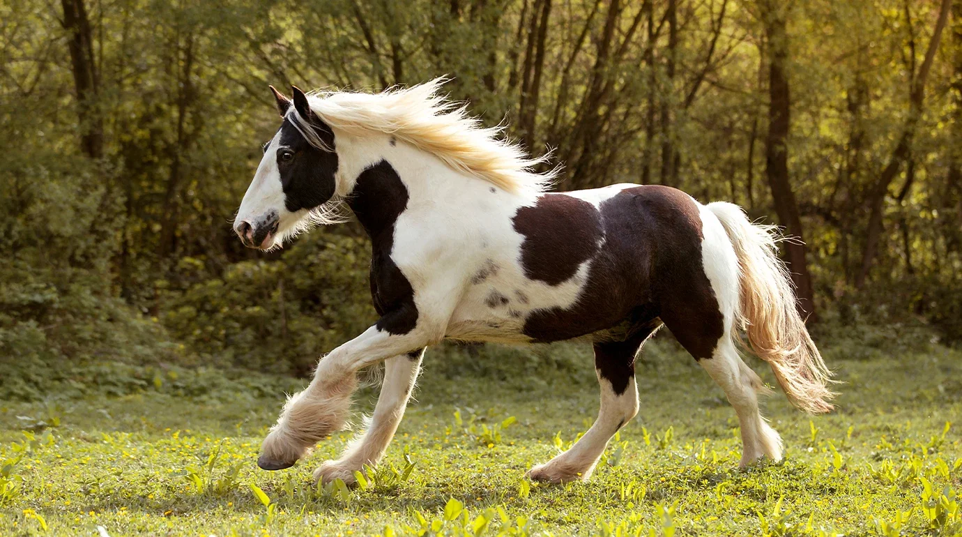 Cavalos e Suas Origens: Gypsy Vanner — Cem Anos de Pedigree Guardado de Cabeça