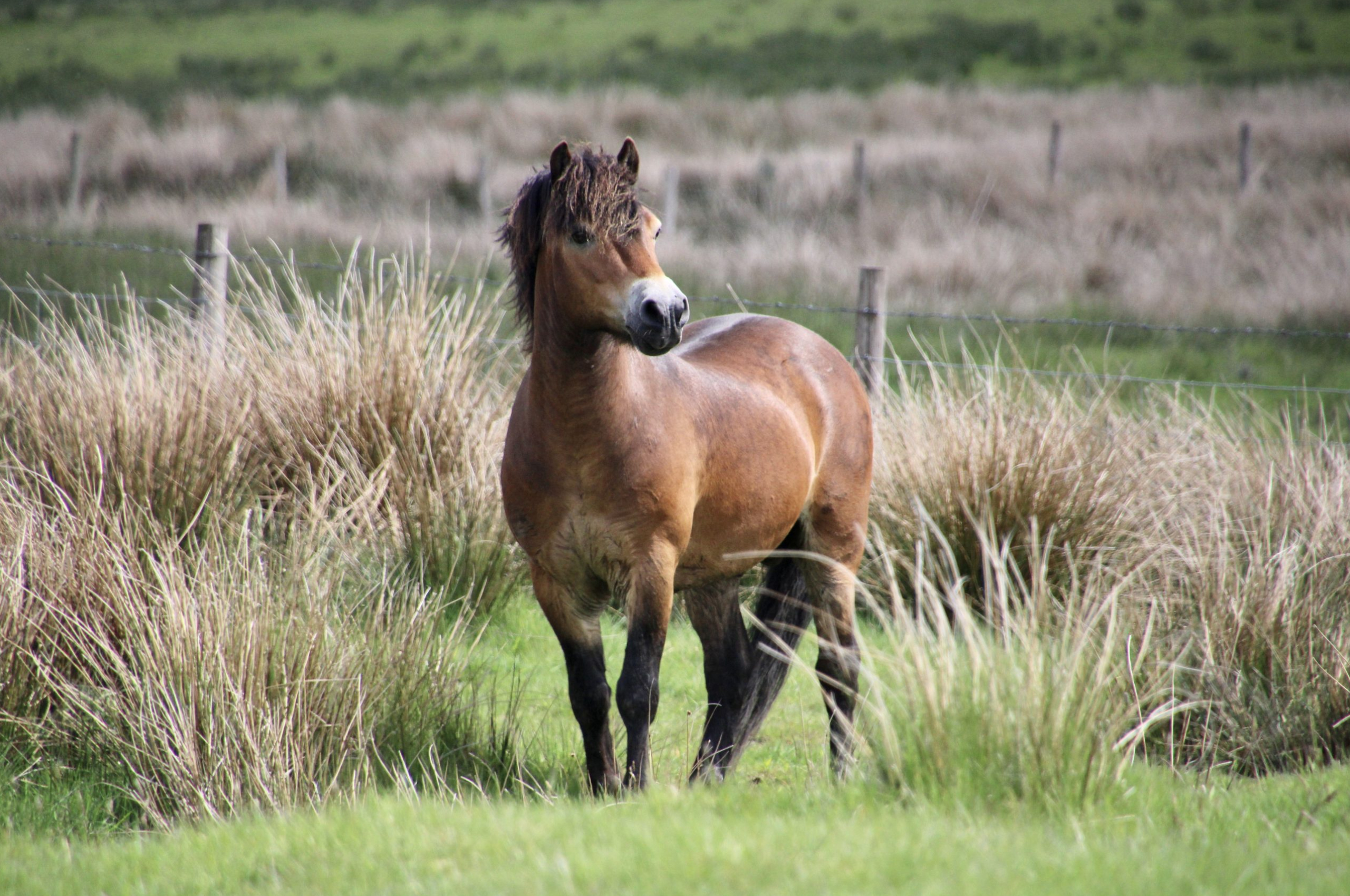 Cavalos e Suas Origens: Exmoor — A Raça Mais Antiga da Grã-Bretanha que Quase Desapareceu na Segunda Guerra