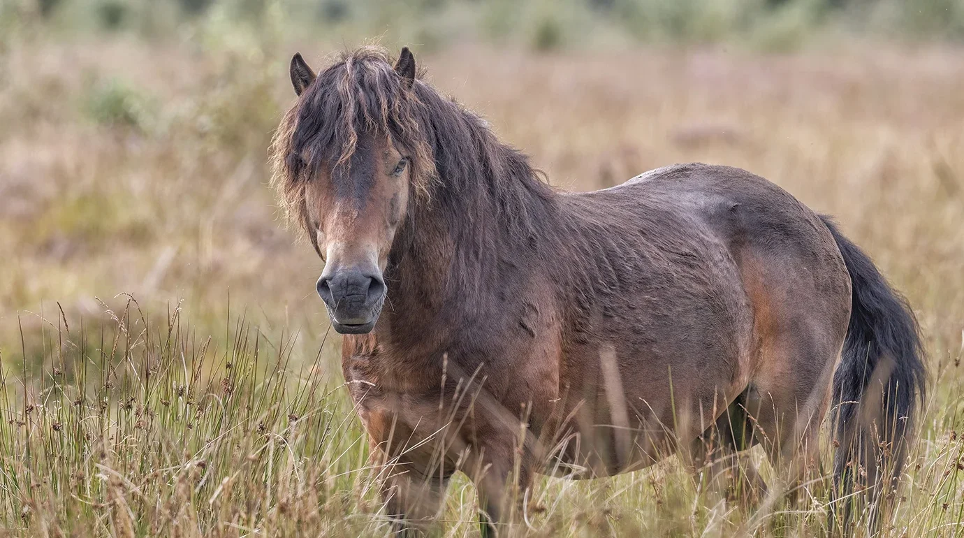 Cavalos e Suas Origens: Exmoor — A Raça Mais Antiga da Grã-Bretanha que Quase Desapareceu na Segunda Guerra