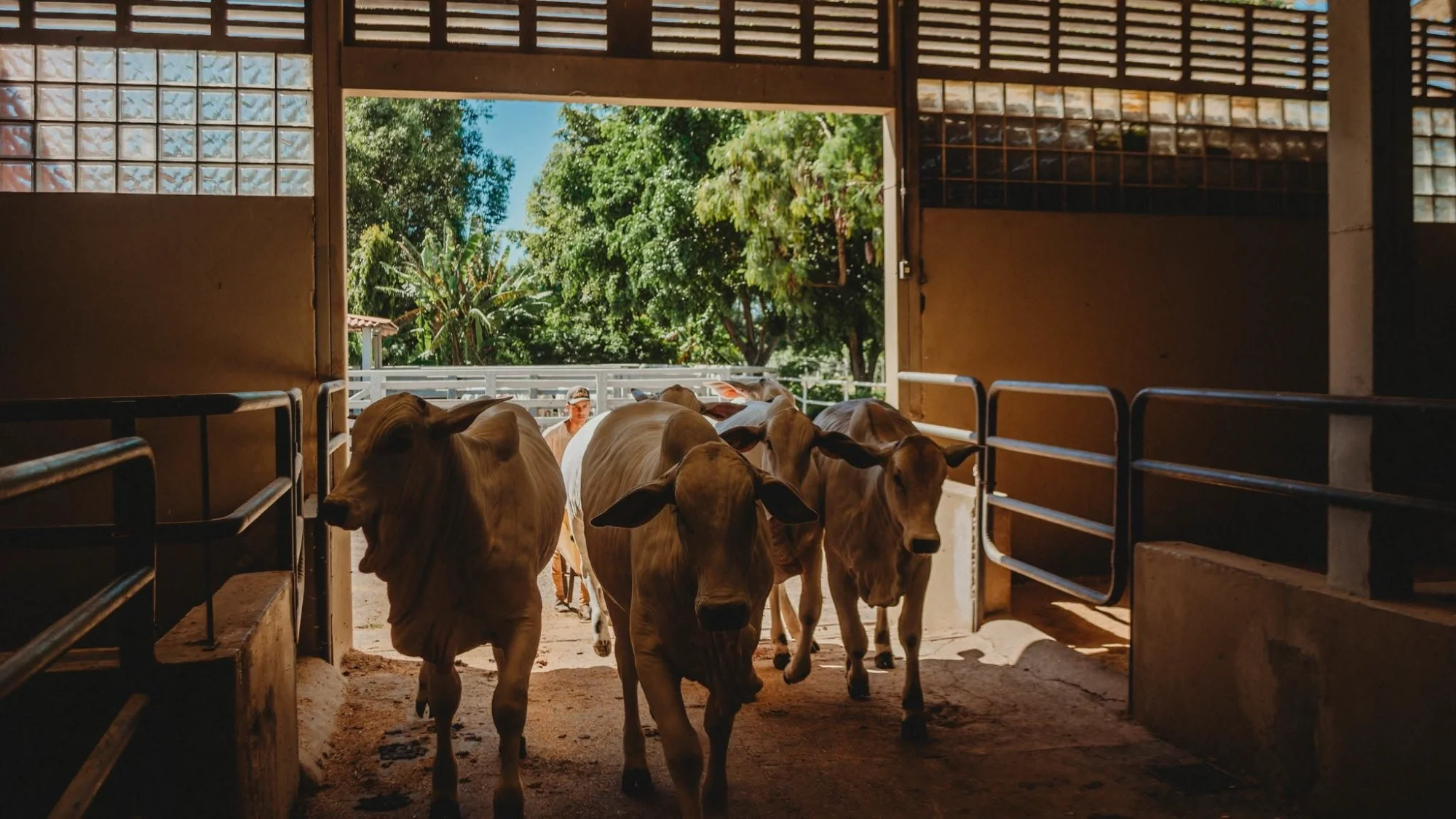 Como adquirir a genética da Kalunga: leilões, cotas e negociações